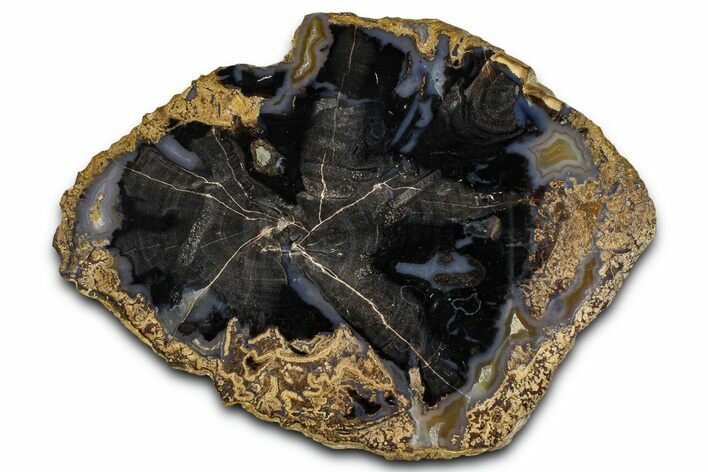 Petrified Wood (Schinoxylon) Round - Blue Forest, Wyoming #365858